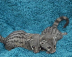 Genets