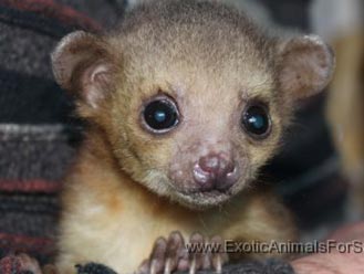 kinkajou