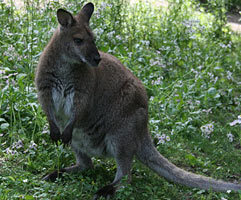 Wallaby