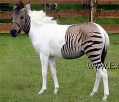 Zebroid