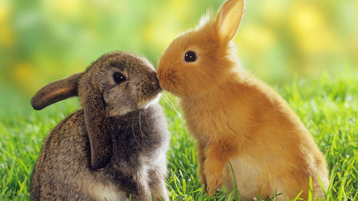 Cute Bunnies