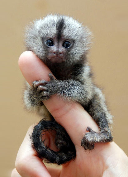 Finger Monkey