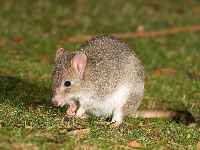 Bettongs in captivity