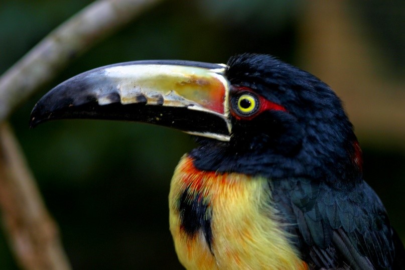 Collared Aracari