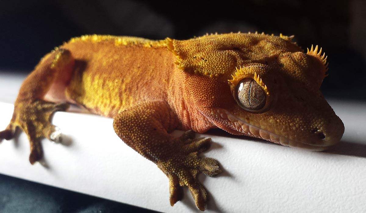 Crested gecko