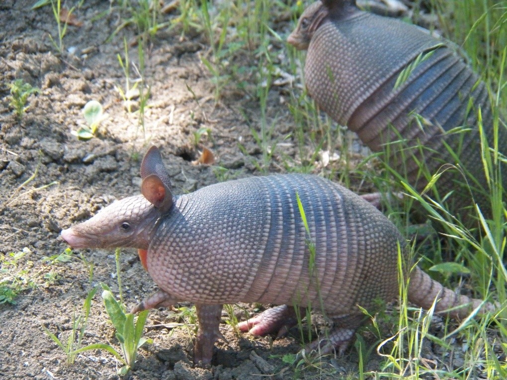 Nine-banded Armadillo