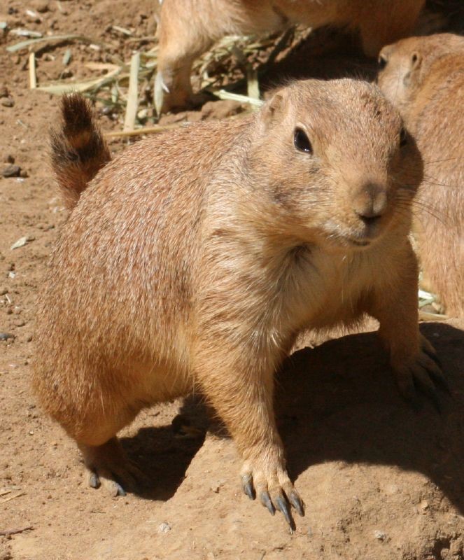 Pet Prairie Dog