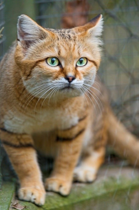 Sand Cats