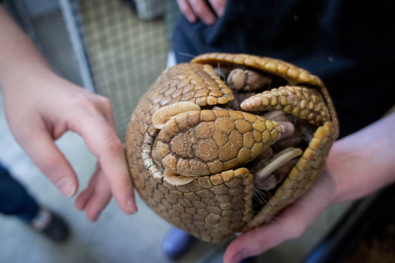 Armadillo Pet