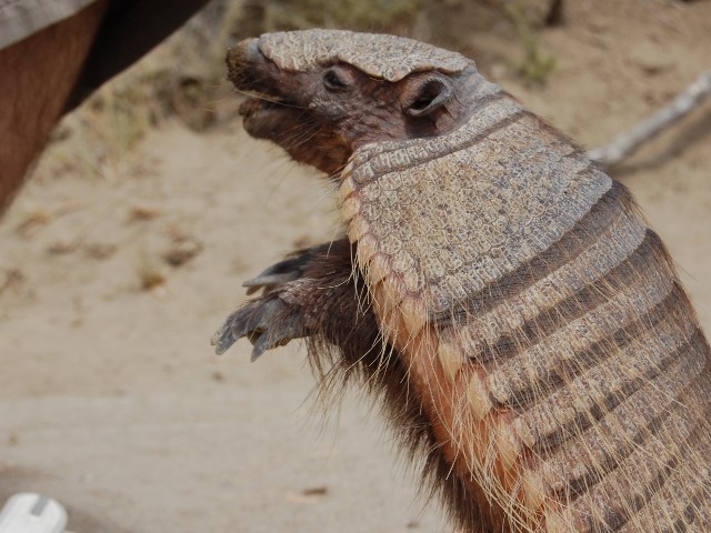 Armadillo