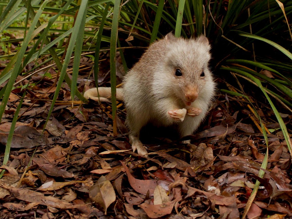 Bettong Captivity