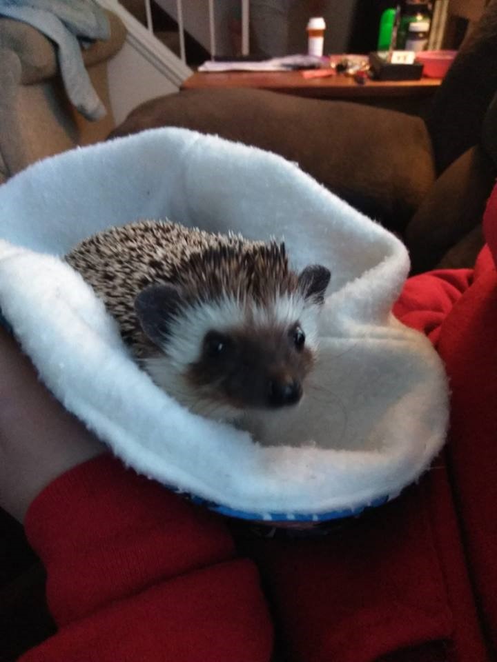 Buddy The Hedgehog