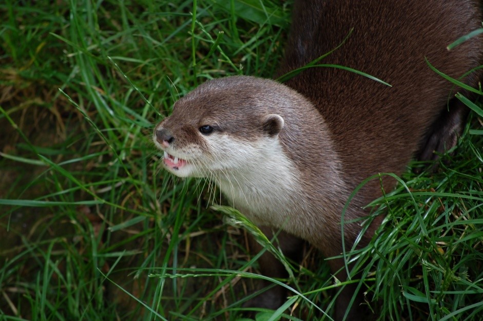 Cute Otter