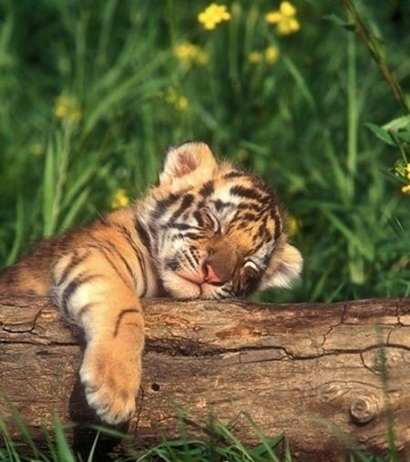 Cute Tiger