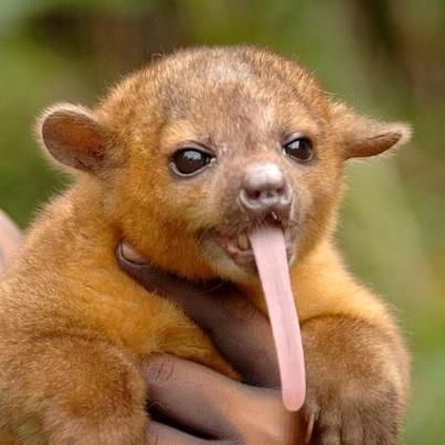 Pet Kinkajou