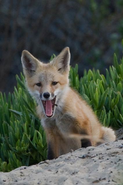 Red Fox Kit