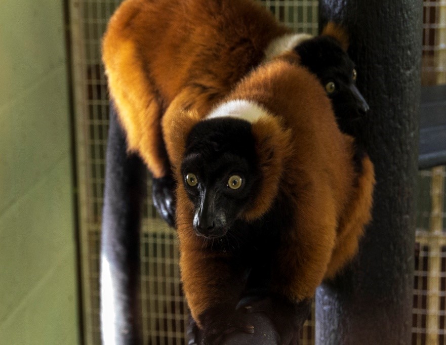 Red Lemur