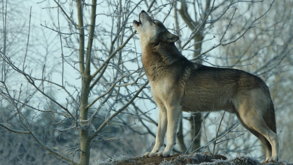 Wolf Howling