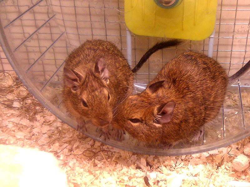 Degu