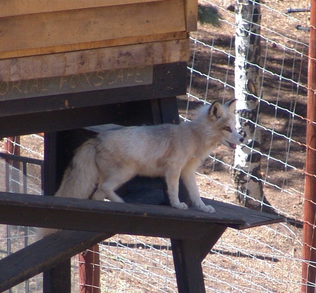 Young Red Fox