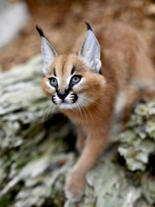 Caracal For Sale