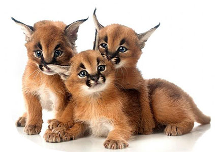 Caracal For Sale