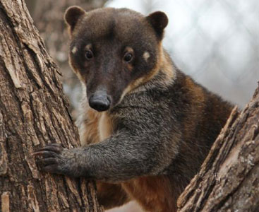 Coatimundi