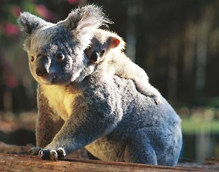 Koala