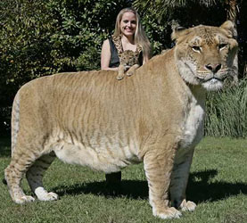 Ligers