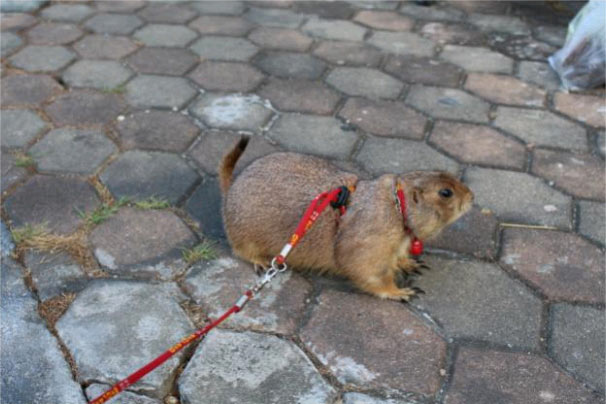 Prairie Dog