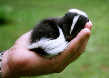 Skunks for sale